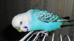 Animals Birds Parrots