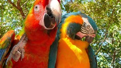 Animals Birds Parrots