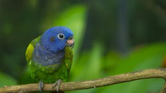 Animals Birds Parrots