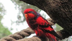 Animals Birds Parrots