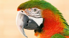 Animals Birds Parrots