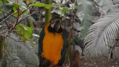 Animals Birds Parrots