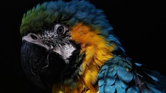 Animals Birds Parrots black background Blue-and-yellow Macaws