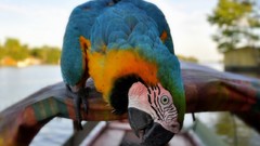 Animals Birds Parrots Blue-and-yellow Macaws