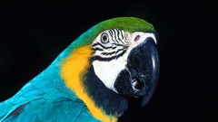 Animals Birds Parrots Blue-and-yellow Macaws