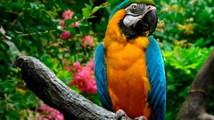 Animals Birds Parrots Blue-and-yellow Macaws