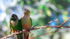 Animals Birds Parrots blurred background