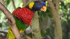 Animals Birds Parrots colors