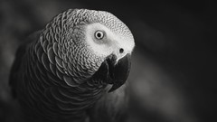 Animals Birds Parrots grayscale