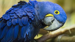 Animals Birds Parrots Hyacinth Macaw