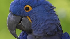 Animals Birds Parrots Hyacinth Macaw