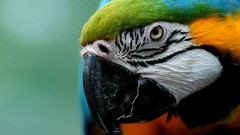 Animals Birds Parrots macaw