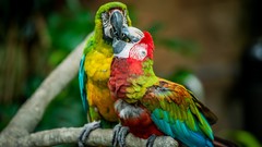 Animals Birds Parrots macaw