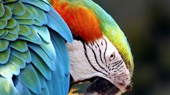Animals Birds Parrots macaw