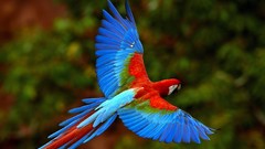 Animals Birds Parrots macaw Scarlet Macaws