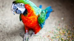 Animals Birds Parrots macaw Scarlet Macaws