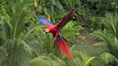 Animals Birds Parrots macaw Scarlet Macaws