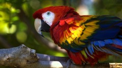 Animals Birds Parrots macaw Scarlet Macaws