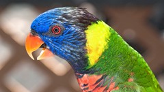 Animals Birds Parrots multicolor
