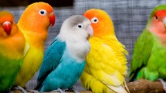 Animals Birds Parrots multicolor love bird