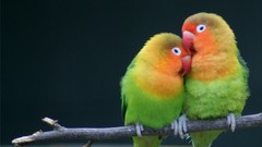 Animals Birds Parrots multicolor love bird