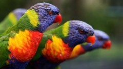 Animals Birds Parrots multicolor rainbow lorikeet