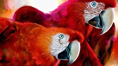 Animals Birds Parrots perroquets