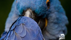 Animals Birds Parrots savage African Wild Life