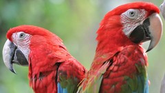 Animals Birds Parrots Scarlet Macaws