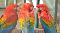 Animals Birds Parrots Scarlet Macaws