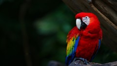 Animals Birds Parrots Scarlet Macaws