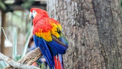 Animals Birds Parrots Scarlet Macaws