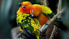 Animals Birds Parrots sun conure
