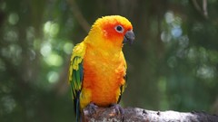 Animals Birds Parrots sun conure