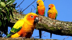 Animals Birds Parrots sun conure conures