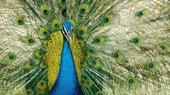 Animals Birds Peacocks