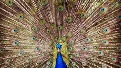 Animals Birds Peacocks