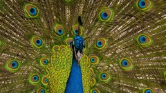 Animals Birds Peacocks