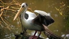 Animals Birds Pelicans