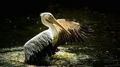 Animals Birds Pelicans