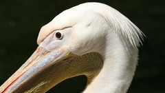 Animals Birds Pelicans