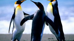 Animals Birds Penguins