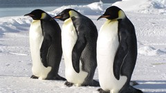 Animals Birds Penguins