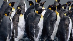 Animals Birds Penguins