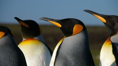 Animals Birds Penguins