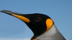 Animals Birds Penguins