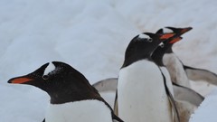 Animals Birds Penguins