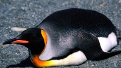 Animals Birds Penguins