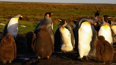 Animals Birds Penguins