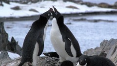 Animals Birds Penguins